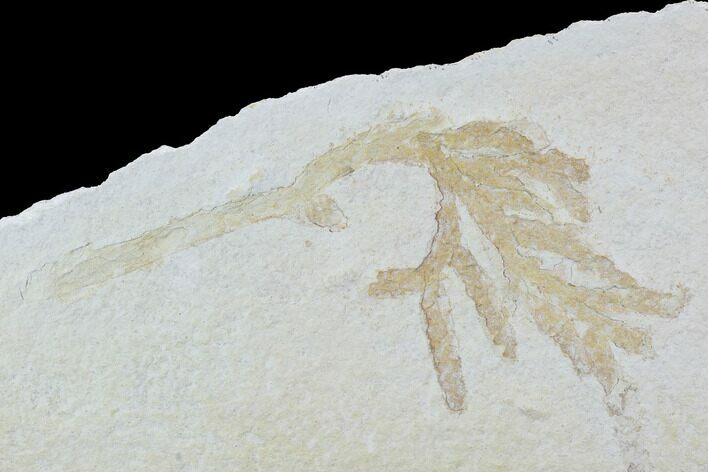 Fossil Plant (Brachyphyllum) - Solnhofen Limestone, Germany #97472